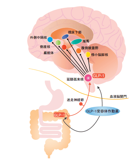 GLP-1 受容体作動薬の体重減少効果