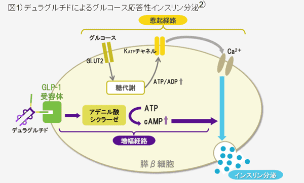 トルリシティ（デュラグルチド）は、どのように作用するのか？作用機序は？