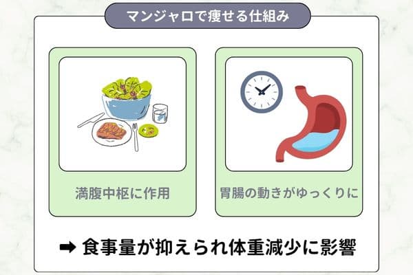 マンジャロで痩せる仕組み