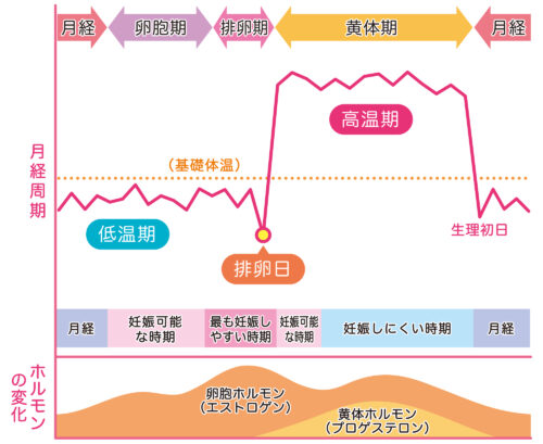 排卵日【図解】
