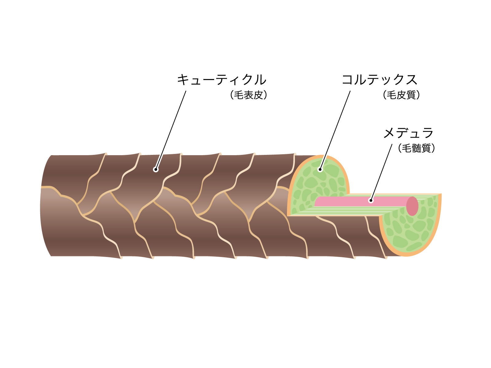 髪 図解